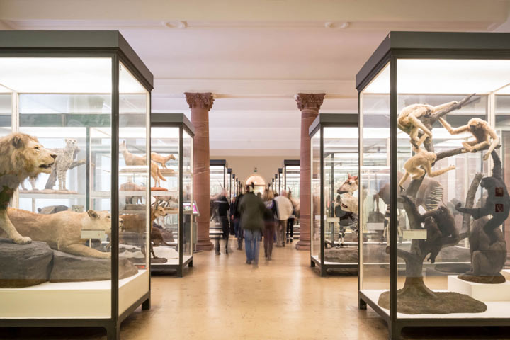 Cheap Business Class Flights to Frankfurt: Take A Little Time Off for the Senckenberg